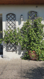 Le Panier SOLÉA