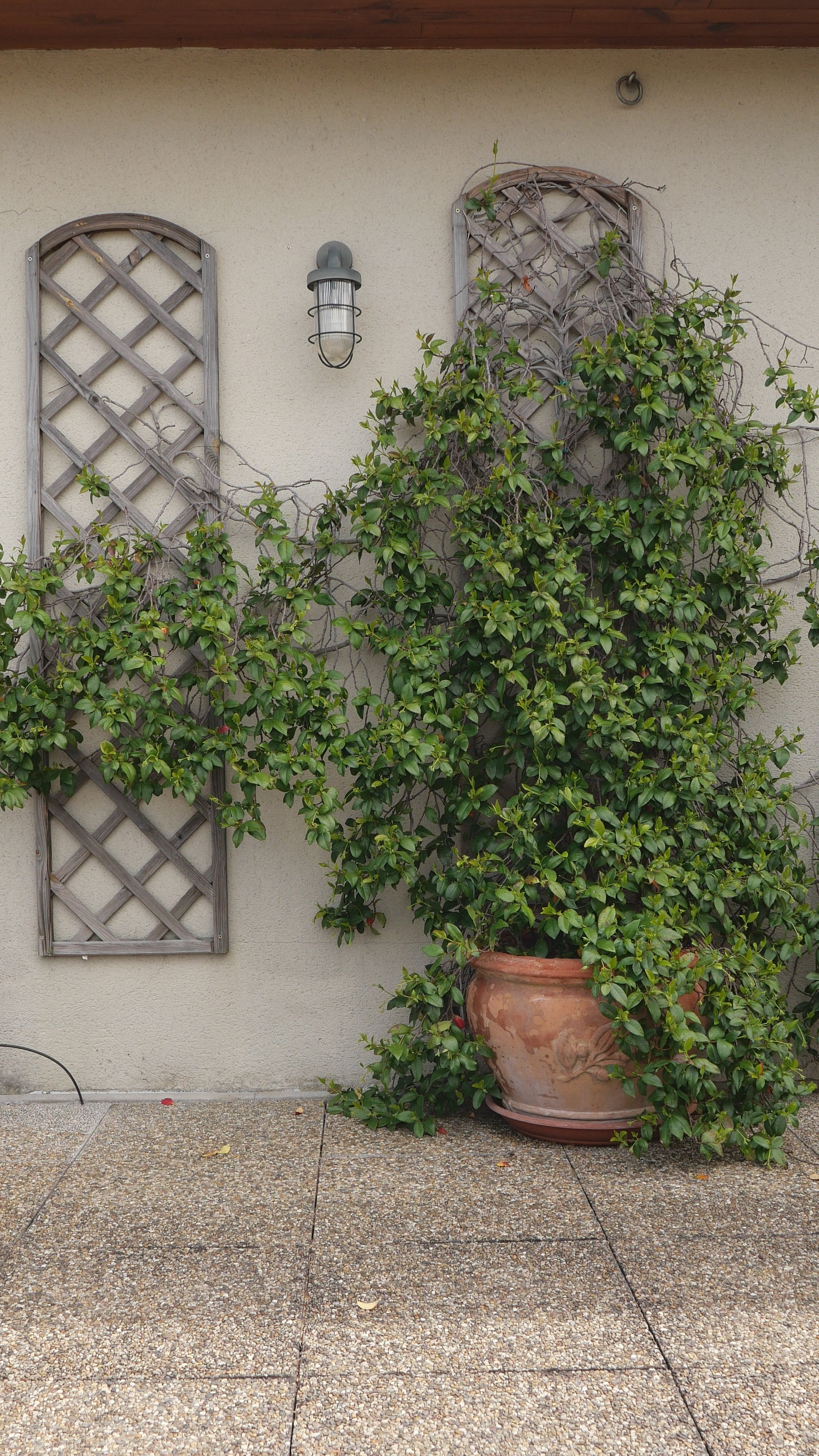 La Robe ELIA - Vert Olive